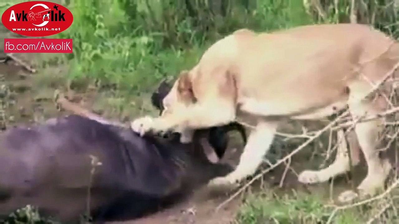 Aslan Avını Kaçırıyor