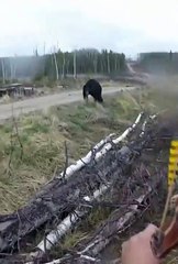 Il se fait charger par un grizzli énorme... Ours en colère