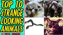 TOP 10 Strangest Looking Animals