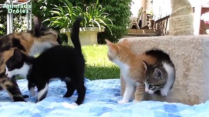 Animaux drôles et mignons