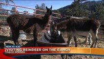 Colorado Man Brings Reindeer From His Ranch to Spread Christmas Cheer