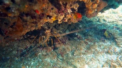 We Get HUSTLED & What Living on a Sailboat is Really Like (Sailing Curiosity)