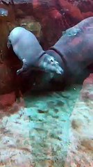 Fiona getting a boost from her Mom