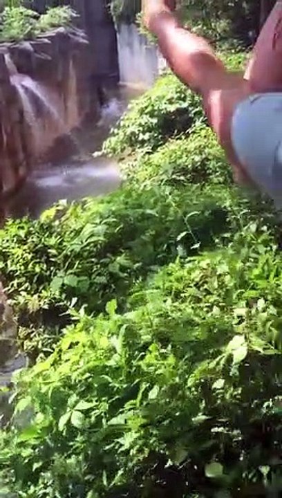 Cincinnati zoo kills gorilla to save boy who fell into enclosure (Original HD) -- ViralHog