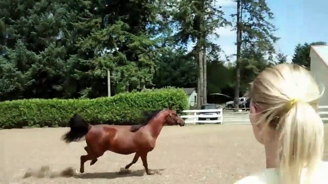 Ce cheval a une astuce pour s'échapper de son enclos