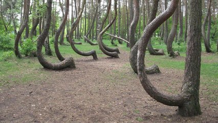 La mystérieuse Forêt tordue (Une histoire sur Terre)