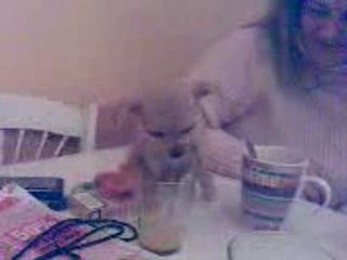 coco la suite