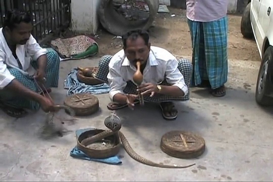 Ce charmeur de serpents va se faire mordre au visage par un cobra