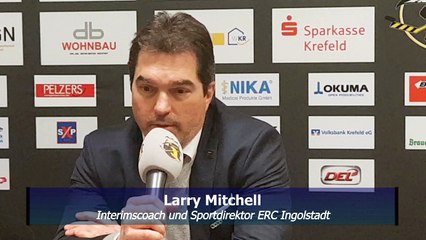 Pinguine zeigen starke Reaktion