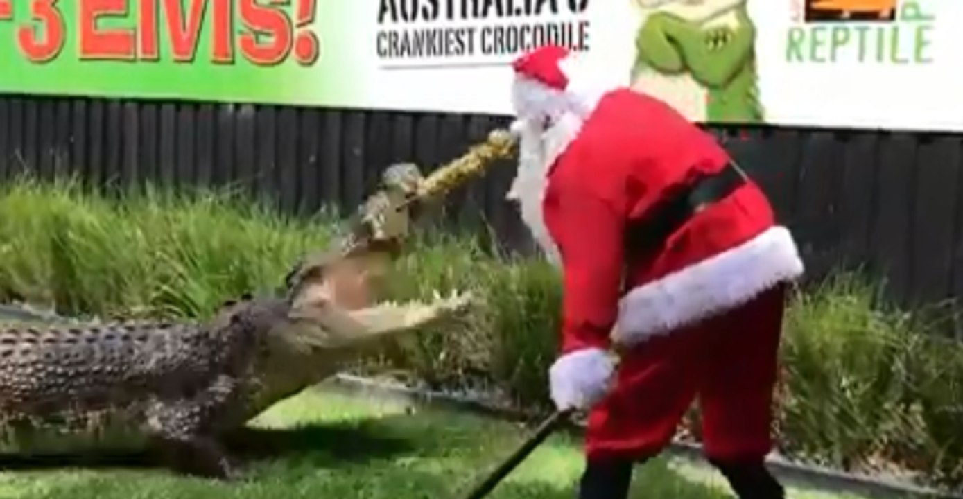 Santa Claus Feeds Feisty Crocodiles at Australian Reptile Park
