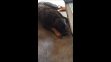 Dog Compilation