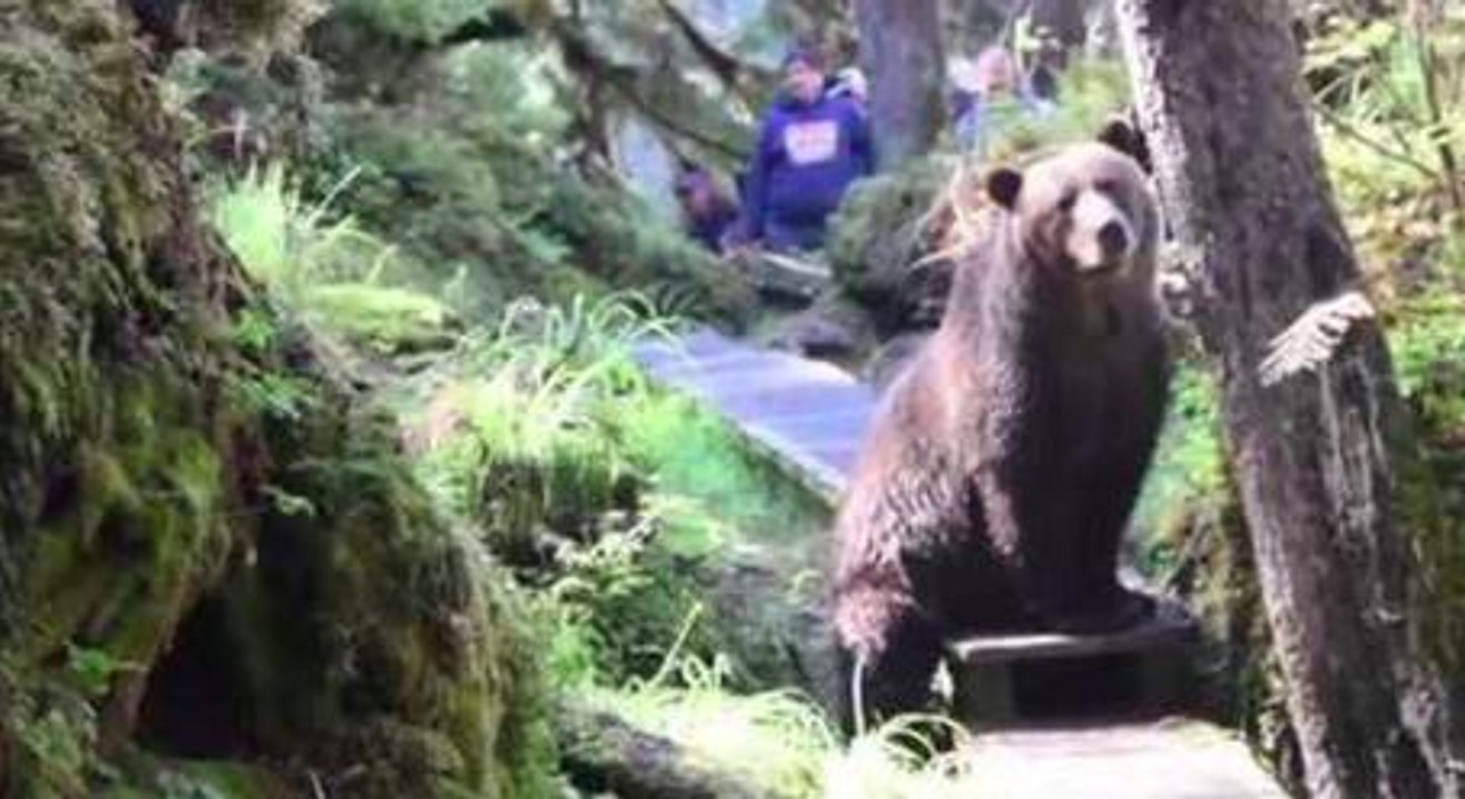 Alaskan Brown Bear Does Not Give A Fig About Humans In His Path, Just Wants To Scratch His Big, Brown Butt