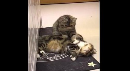 A Kitten Massaging Another Kitten Is So Cute That We Can't Even