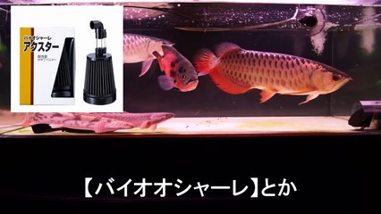 【アクアリウム】フィッシュレット開封動画【アロワナ熱帯魚】-Ws3EH_PJPaE