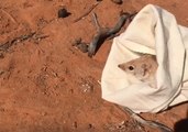 Marsupial Thought to be Extinct is Found in Sturt National Park