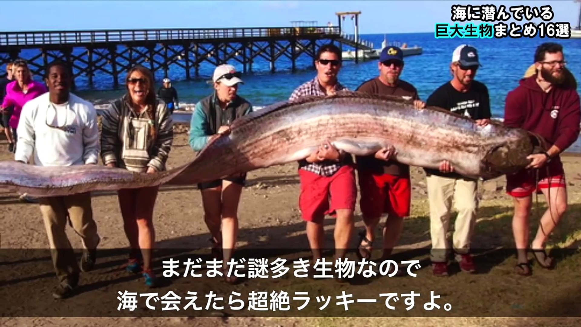 デカすぎて驚愕する 海に潜んでいる巨大な魚と巨大生物まとめ16選 M 43df65txy Video Dailymotion