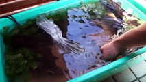 【アクアリウム熱帯魚水槽】ザリガニ飼育はじめよう-xao7b0oxuSE