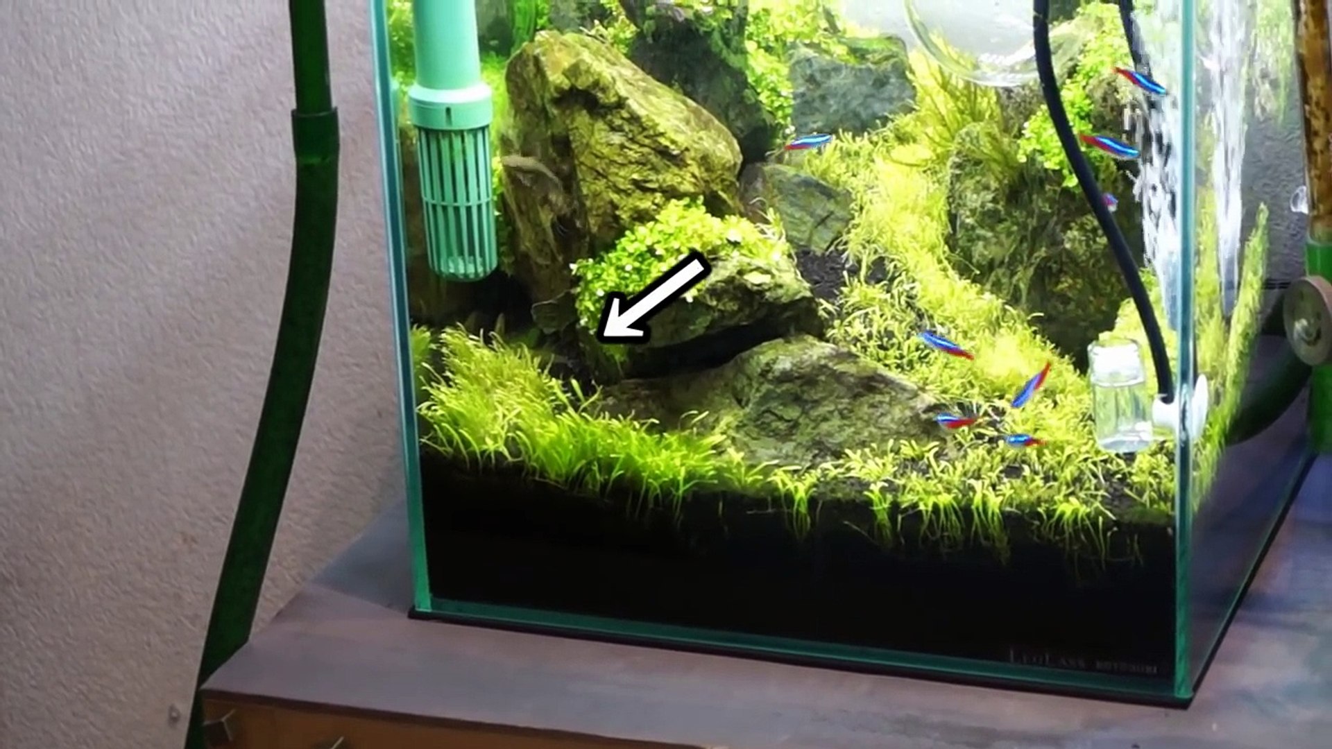 アクアリウム熱帯魚水草水槽 Ada商品開封動画 買ってみた Zfhvfgu7dck Video Dailymotion