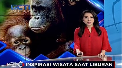 Berwisata ke Pulau Kaja dan Bengamat, Menjumpai Orangutan di Habitatnya