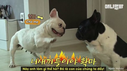 Bỗng lên chức bố khi còn... vợ chồng son, chú chó khủng hoảng không thèm nhận con!