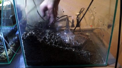 【水槽熱帯魚アクアリウム】ザリガニ水槽立ち上げ【ザリガニウム】-FMod8MMycsE