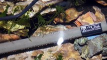 【水槽熱帯魚アクアリウム】世界水草レイアウトコンテストへの道【4】-kHCDaNKTOPs