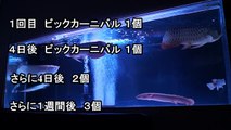 【水槽熱帯魚アクアリウム】眉毛糞太郎は大丈夫かもしてません【オスカー】-mBbImcy3cJ0