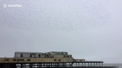 Mesmerising starling murmuration in Aberystwyth