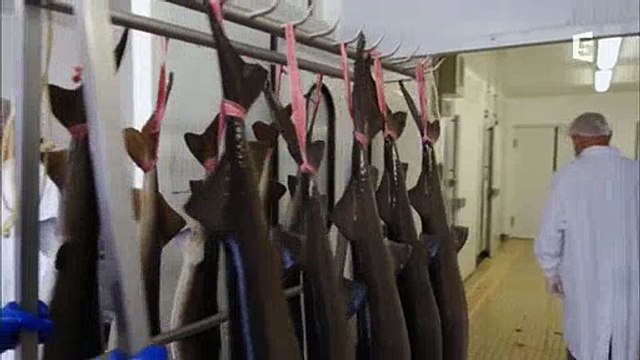 Comment est récolté le caviar, le produit de luxe par excellence ? France 5 a mené l'enquête - Regardez