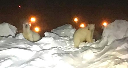 Aç Kalan Kutup Ayıları Uçak Pistine İndi