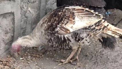 Kars'ta, Yılbaşı Hindileri Görücüye Çıktı