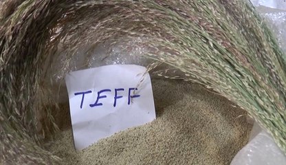 İşte Dünyanın En Küçük Tahılı: Teff