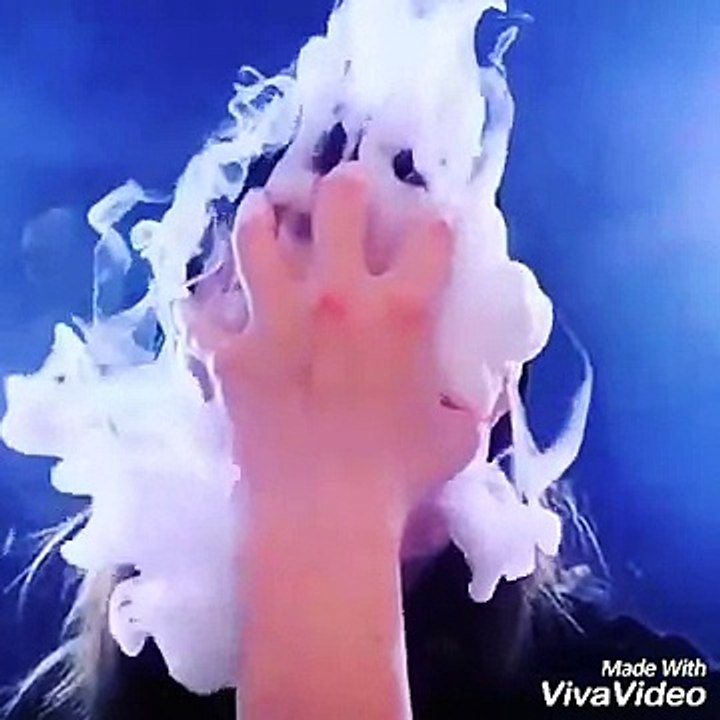 هوب كانتلوب
