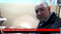 Erzincan-Yaralı Dağ Keçisi Kurtarılamadı