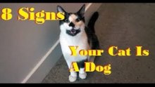 8 Signs Your Cat Is Actually A Dog