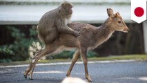 Japanese macaques like to get it on with the deer