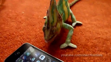 Ce caméléon n'aime pas les iPhone ... Regardez sa tête MDR