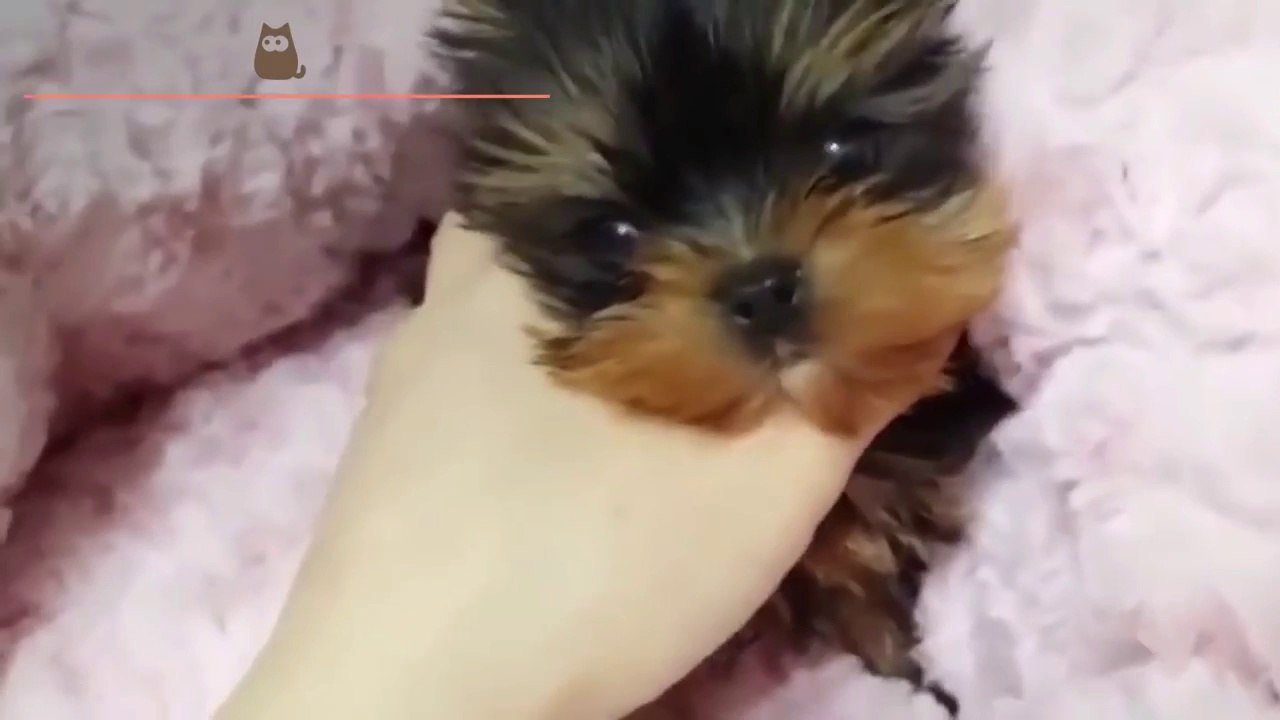 Que son los perros tacita de tè?