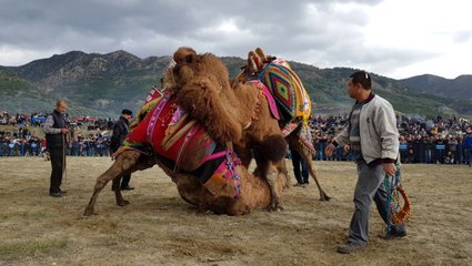 Deve Güreşleri İlgiyle İzlendi