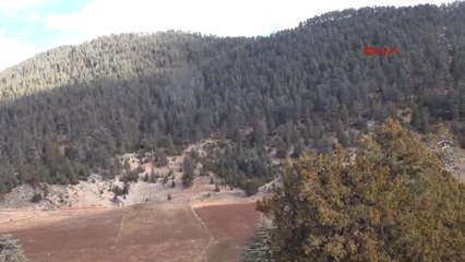 Antalya-Sedir Kozalağı Kadınların Ellerinde Fidana Dönüşüyor