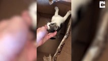 Livraison par la poste.. d'un chaton abandonné trop mignon !