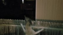 Cet opossum se fait attraper par surprise par le chien de garde !