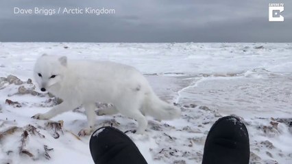 Un renard polaire vient à la rencontre d'un photographe sur la banquise !