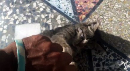 Cat videos for children, more cat for kids baby cat playing