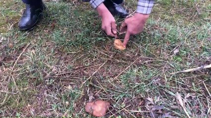 Akseki'de mantar mevsimi başladı - ANTALYA