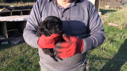 'Koca yürekli' öğretmen - SAMSUN