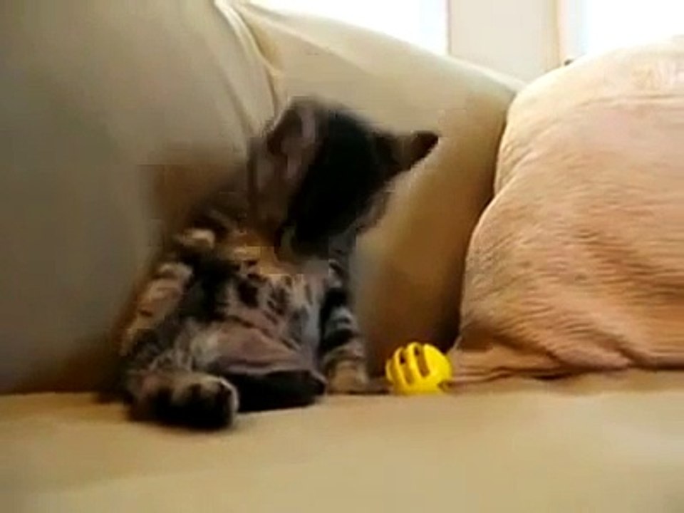 Anne Kedi Yavrusuna Nasıl Kızıyor