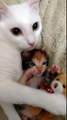 Bebeğini ve Bebeğinin Oyuncağını Koruyan Anne Kedi