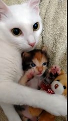 Bebeğini ve Bebeğinin Oyuncağını Koruyan Anne Kedi