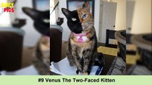 10  Hilarious Photos of Cats - Cats With The Craziest Fur Markings Ever